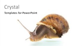  Presentation with snail - Theme having single-snail-isolated-over-white background and a white colored foreground