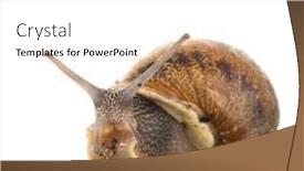 Presentation with snail - Presentation theme enhanced with single-snail-isolated-over-white background and a white colored foreground