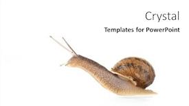  Presentation with snail - Slides featuring single-snail-isolated-over-white background and a  colored foreground