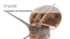  Presentation with snail - Presentation consisting of single-snail-isolated-over-white background and a  colored foreground