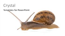  Presentation with snail - Theme having single-snail-isolated-over-white and a  colored foreground