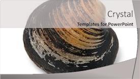  Presentation with clam - Slide deck enhanced with single-spisula-solida-surf-clam background and a light gray colored foreground
