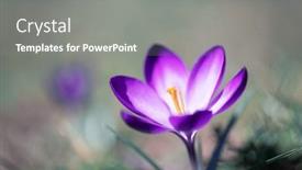  Presentation with spring nature grass - Slide deck enhanced with single-spring-flower-crocus background and a gray colored foreground