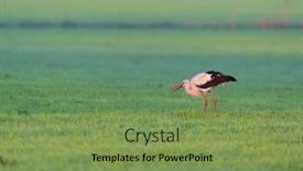  Presentation with insect - PPT theme consisting of single-stork-eating-insect background and a seafoam green colored foreground