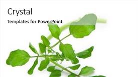  Presentation with pure white - Amazing PPT layouts having single strand of fresh harvested watercress isolated on pure white backdrop and a white colored foreground