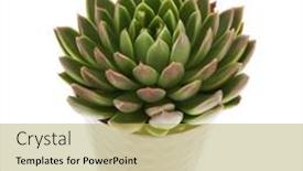  Presentation with pot succulent - Amazing slides having single succulent plant in metal flower pot isolated over white background backdrop and a yellow colored foreground