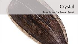  Presentation with seed - Presentation design enhanced with semen - single sunflower seed close up background and a light gray colored foreground