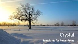  Presentation with single tree - Slide set consisting of single tall tree against sun background and a  colored foreground