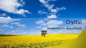  Presentation with single tree - Audience pleasing presentation theme consisting of single tree in canola field backdrop and a light blue colored foreground