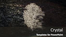  Presentation with single tree - Colorful slide set enhanced with single-tree-lit-by-side backdrop and a dark gray colored foreground