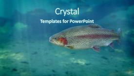  Presentation with lake fish - Slide deck featuring trout swimming in blue water background and a ocean colored foreground