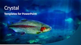  Presentation with trout - Amazing presentation having single trout swimming in clear backdrop and a navy blue colored foreground