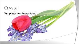  Presentation with blue tulip - Cool new presentation design with single-tulip-and-grape-hyacinths backdrop and a white colored foreground