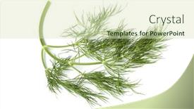  Presentation with white green - Theme with single-twig-of-fresh-green background and a soft green colored foreground