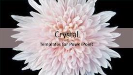  Presentation with lime green and white flower - Theme enhanced with single white chrysanthemum flower isolated background and a lemonade colored foreground