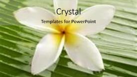  Presentation with plumeria - PPT theme consisting of single white plumeria on wet banana leaf background and a soft green colored foreground