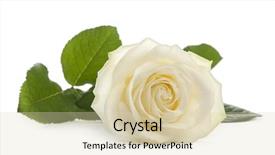  Presentation with white rose - Amazing presentation theme having single white rose lying down backdrop and a lemonade colored foreground