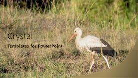  Presentation with kenya - Slide set consisting of single white stork ciconia ciconia in the long grass of the masai mara kenya background and a coral colored foreground