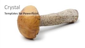  Presentation with background - Slide deck having single-whole-fresh-birch-bolete background and a white colored foreground
