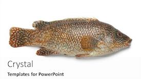  Presentation with grouper - Colorful presentation theme enhanced with single-whole-raw-red-grouper backdrop and a white colored foreground