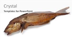  Presentation with fish - Beautiful PPT layouts featuring single whole smoked haddock fish isolated on white background backdrop and a white colored foreground