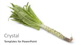 Presentation with stem - PPT theme enhanced with single-whole-stem-lettuce-close background and a white colored foreground