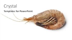  Presentation with shrimp - Presentation with single whole unpeeled brown shrimp background and a white colored foreground