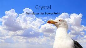  Presentation with sky blue - Cool new slide set with single-wild-european-herring-gull backdrop and a light blue colored foreground