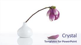  Presentation with magnolia - Presentation theme with single wilting magnolia blossom in white drop-shaped vase one petal fallen down white background background and a sky blue colored foreground