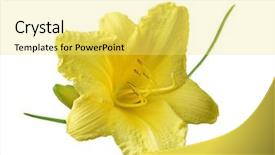  Presentation with iris flower yellow - Amazing PPT theme having single yellow daylily flower head backdrop and a yellow colored foreground