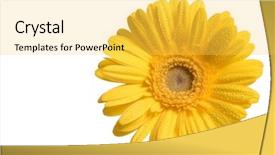  Presentation with dew - Beautiful theme featuring single yellow flower with dew backdrop and a yellow colored foreground