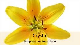  Presentation with 3d isolated t rex head - Theme enhanced with single yellow lily head isolated background and a yellow colored foreground