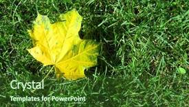  Presentation with maple leaf - Colorful presentation theme enhanced with single yellow maple leaf lying backdrop and a tawny brown colored foreground