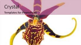  Presentation with dark flower - Amazing slide set having single yellow orchid flower with dark red large spots isolated on white background backdrop and a coral colored foreground