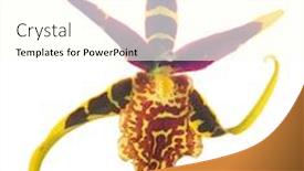  Presentation with dark flower - Colorful slides enhanced with single yellow orchid flower with dark red large spots isolated on white background backdrop and a cream colored foreground