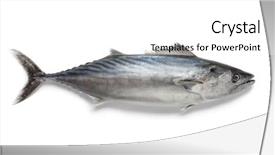  Presentation with fish tuna - Cool new PPT layouts with singlre fresh bonito fish backdrop and a white colored foreground