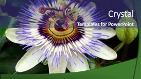  Presentation with beautiful floral border flower design - PPT theme having singular - beautiful single passion flower flower background and a  colored foreground