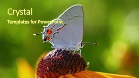  Presentation with of a gray wolf - Cool new theme with gray hairstreak butterfly sipping nectar backdrop and a tawny brown colored foreground