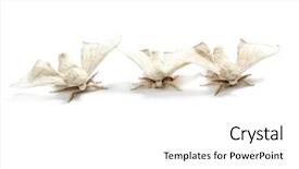  Presentation with silkworm - Audience pleasing presentation consisting of butterfly coccon - butterflies of silkworm silk worm backdrop and a  colored foreground