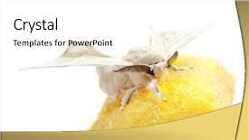  Presentation with silkworm - Colorful PPT theme enhanced with butterfly of silkworm over yellow backdrop and a white colored foreground