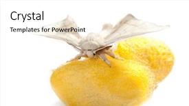 Presentation with cocoon - Presentation enhanced with butterfly of silkworm over yellow background and a white colored foreground
