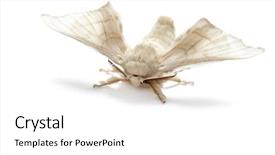  Presentation with worm - Slide set with butterfly of silkworm silk worm background and a white colored foreground