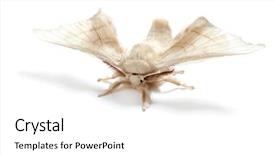  Presentation with worm - Audience pleasing presentation theme consisting of butterfly of silkworm silk worm backdrop and a white colored foreground