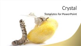  Presentation with worm - Presentation design consisting of butterfly of silkworm with cocoon background and a white colored foreground
