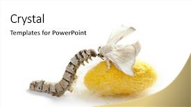  Presentation with worm - Slide deck having butterfly of silkworm with cocoon background and a white colored foreground