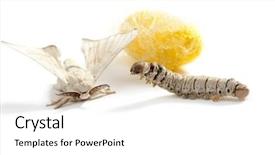  Presentation with silkworm - Amazing slide set having butterfly of silkworm with cocoon backdrop and a white colored foreground