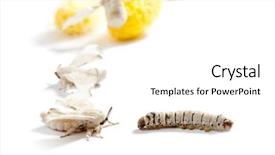  Presentation with silkworm - Presentation design featuring butterfly of silkworm with cocoon background and a white colored foreground