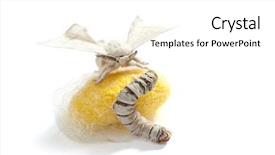  Presentation with silkworm - Presentation theme enhanced with butterfly of silkworm with cocoon background and a white colored foreground