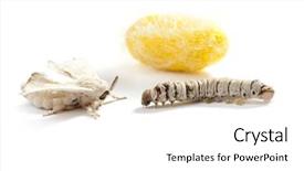  Presentation with worm - Presentation theme enhanced with butterfly of silkworm with cocoon background and a white colored foreground