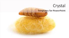  Presentation with worm - Cool new theme with cacoon - chrysalis silkworm up over silk backdrop and a white colored foreground
